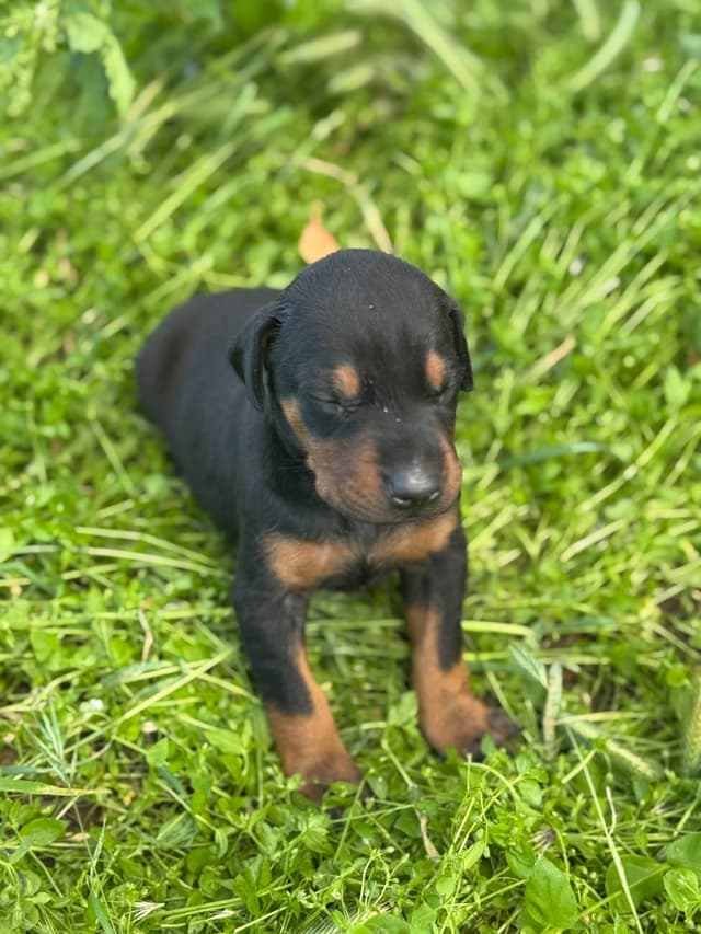 Doberman Pinscher Puppies media 15