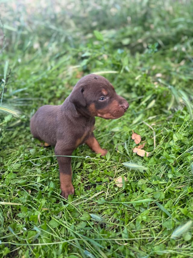 Doberman Pinscher Puppies media 17