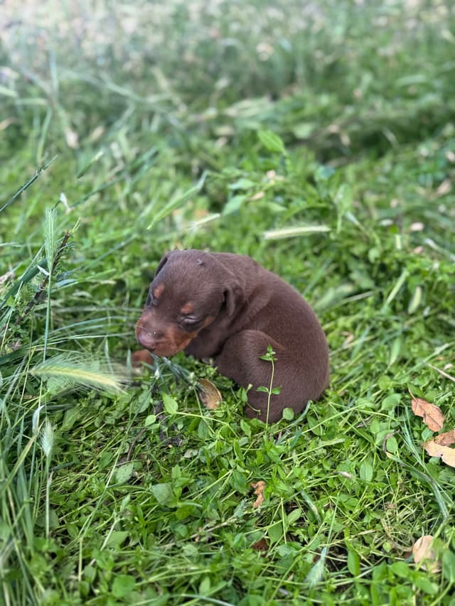 Doberman Pinscher Puppies media 16