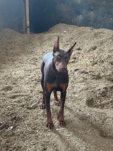 Doberman Pinscher Puppies media 5