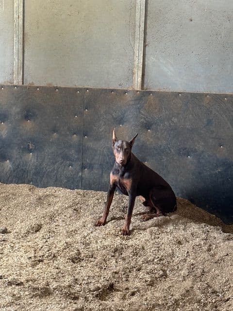 Doberman Pinscher Puppies media 4
