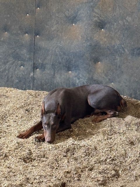 Doberman Pinscher Puppies media 7
