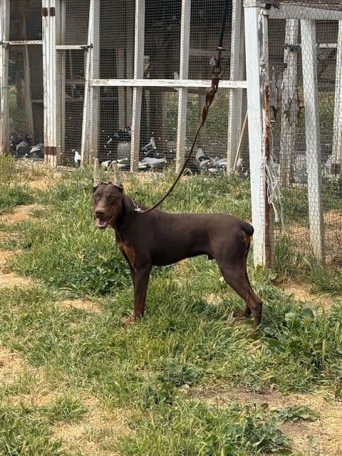 Doberman Pinscher Puppies media 8