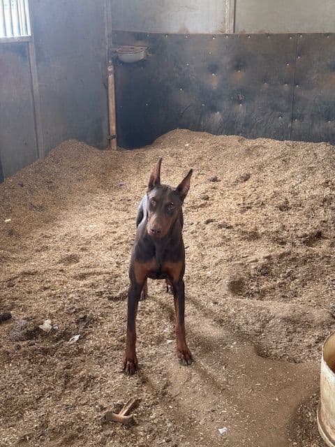 Doberman Pinscher Puppies media 6