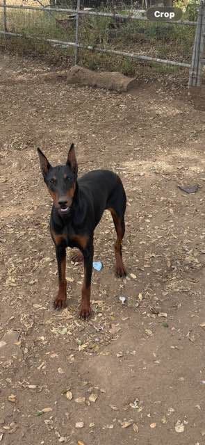 Doberman Pinscher Puppies media 3