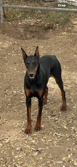 Doberman Pinscher Puppies media 2