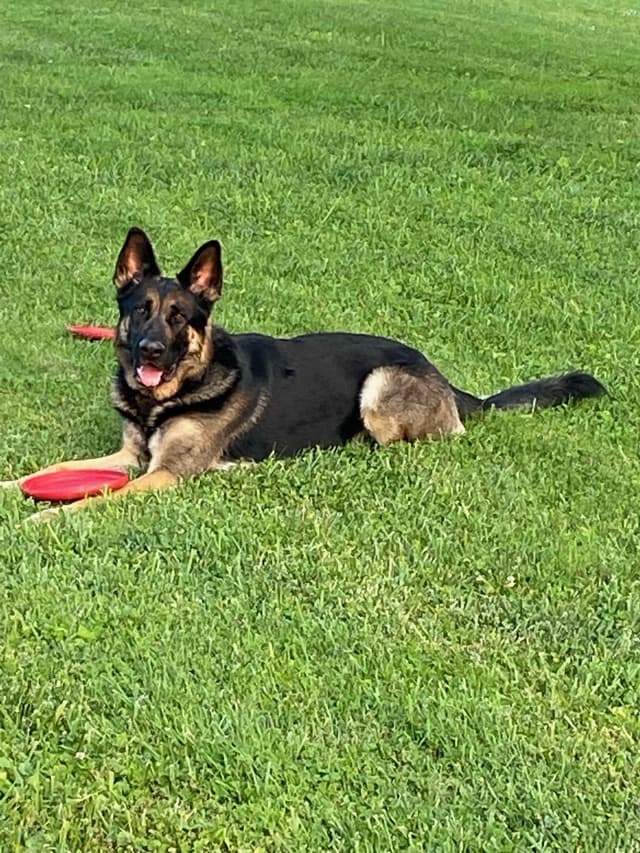 German Shepherd Dog Puppies media 2
