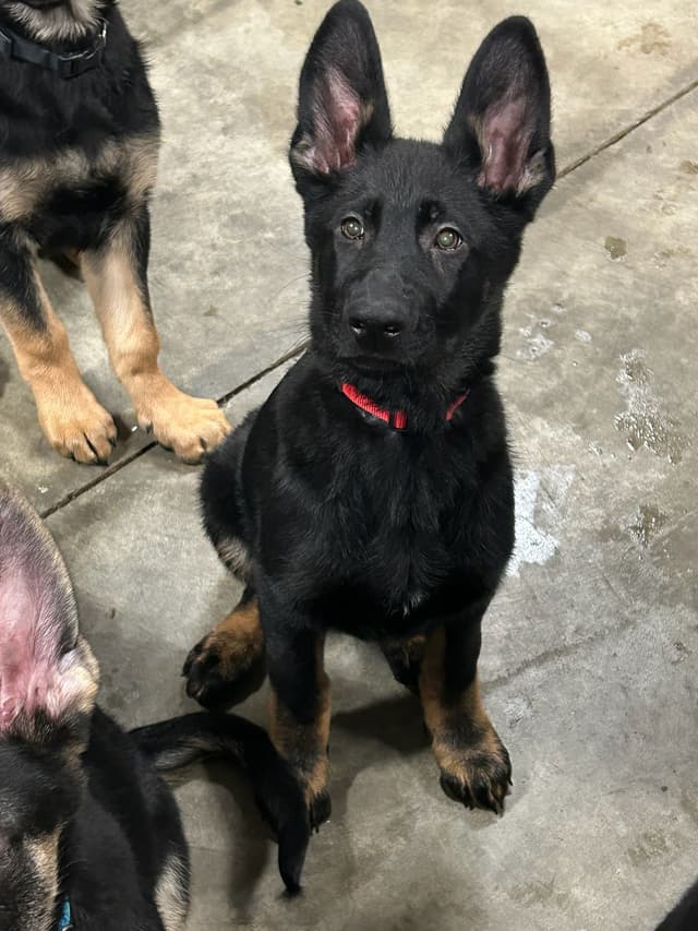 German Shepherd Dog Puppies media 3