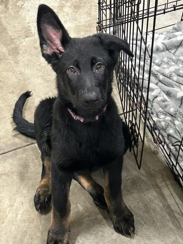 German Shepherd Dog Puppies media 4