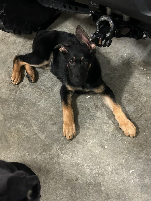 German Shepherd Dog Puppies media 6