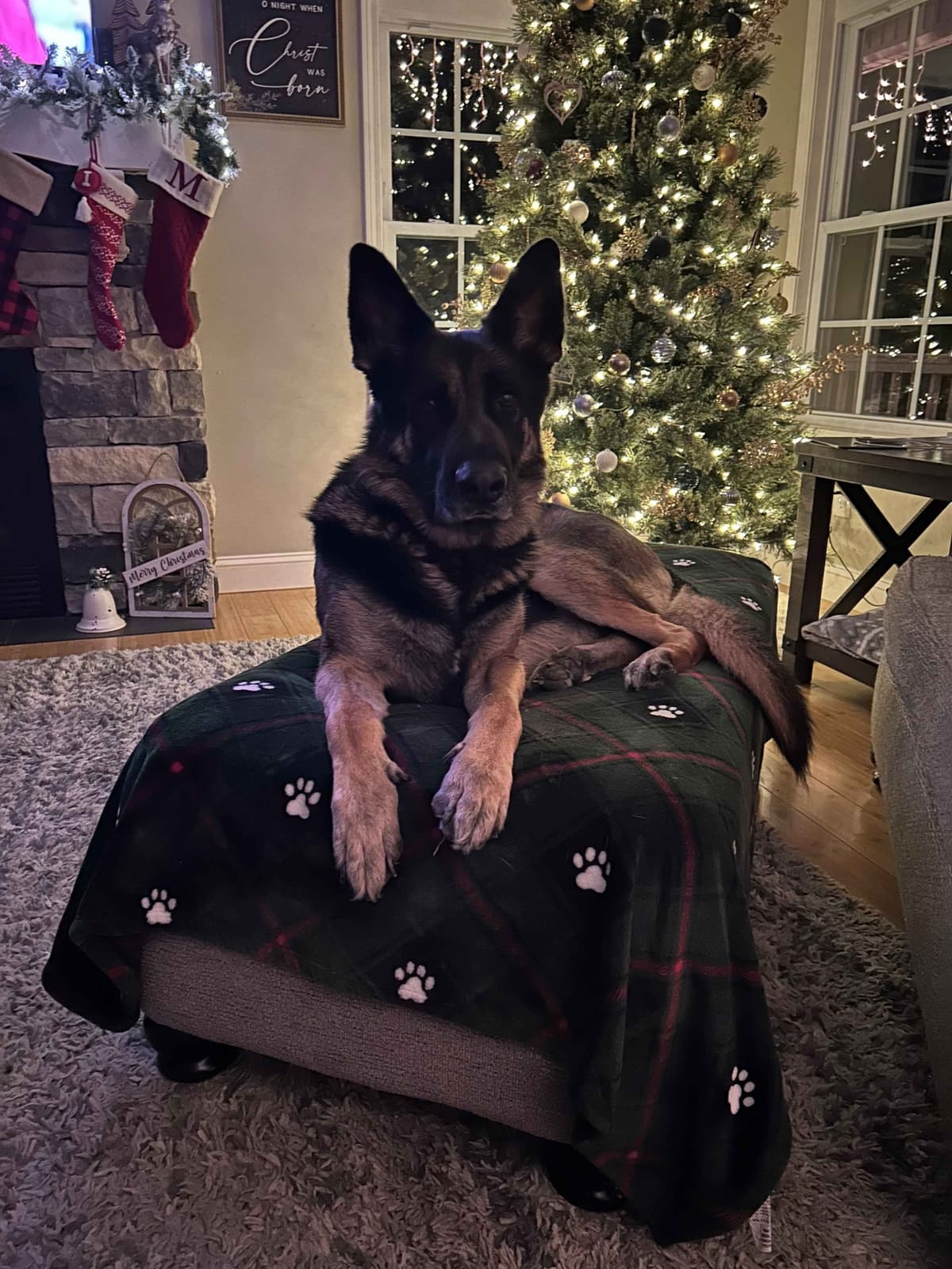 German Shepherd Dog Puppies breeder image 1