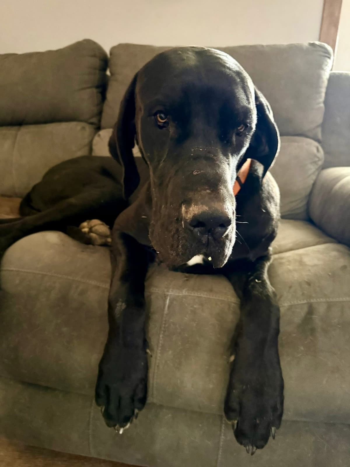 Great Dane Puppies breeder image 5