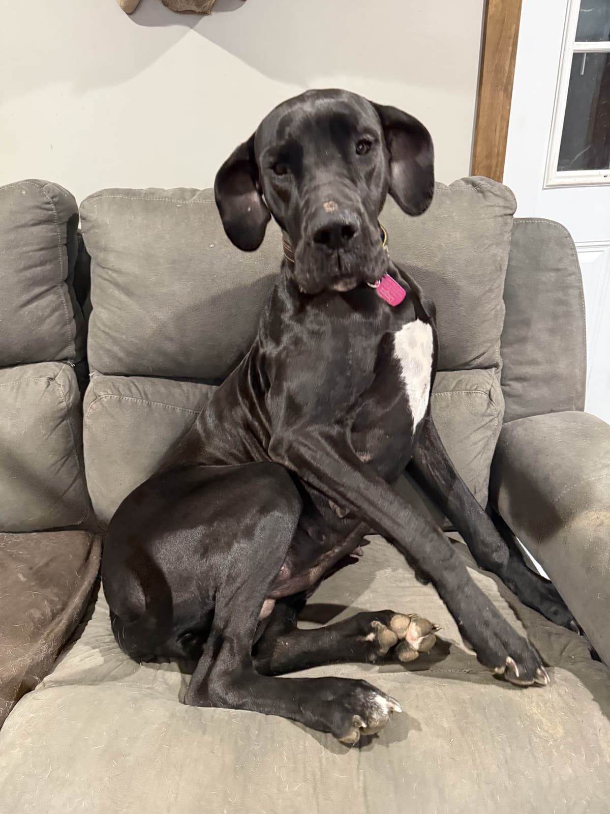 Great Dane Puppies breeder image 6