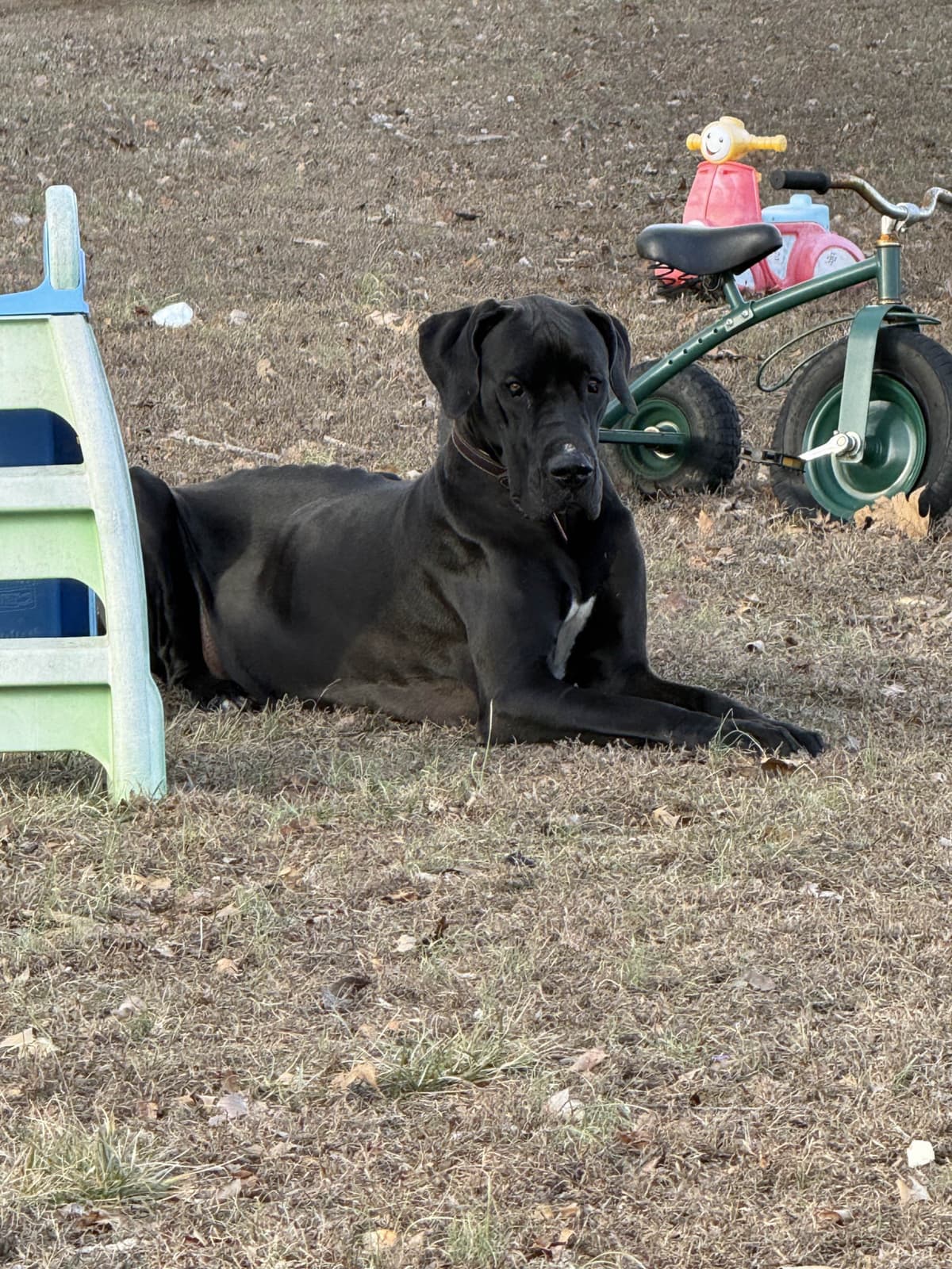 Great Dane Puppies breeder image 7