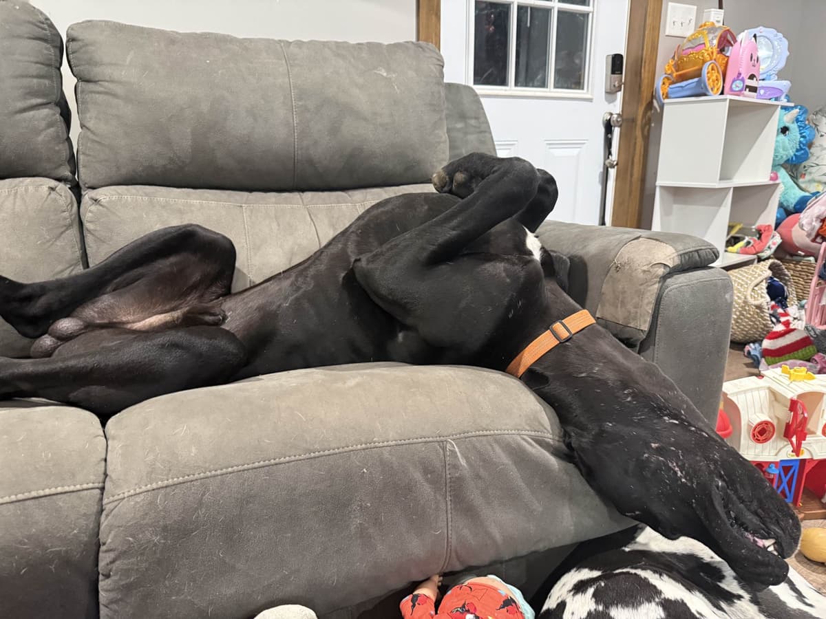 Great Dane Puppies breeder image 3