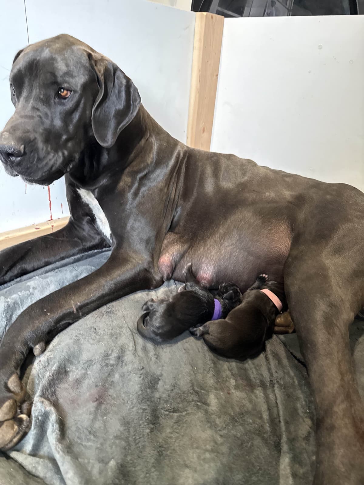 Great Dane Puppies breeder image 8