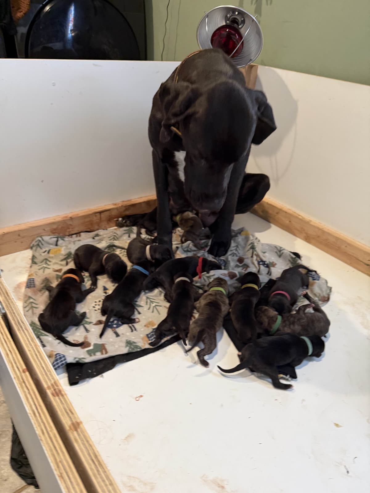 Great Dane Puppies breeder image 9