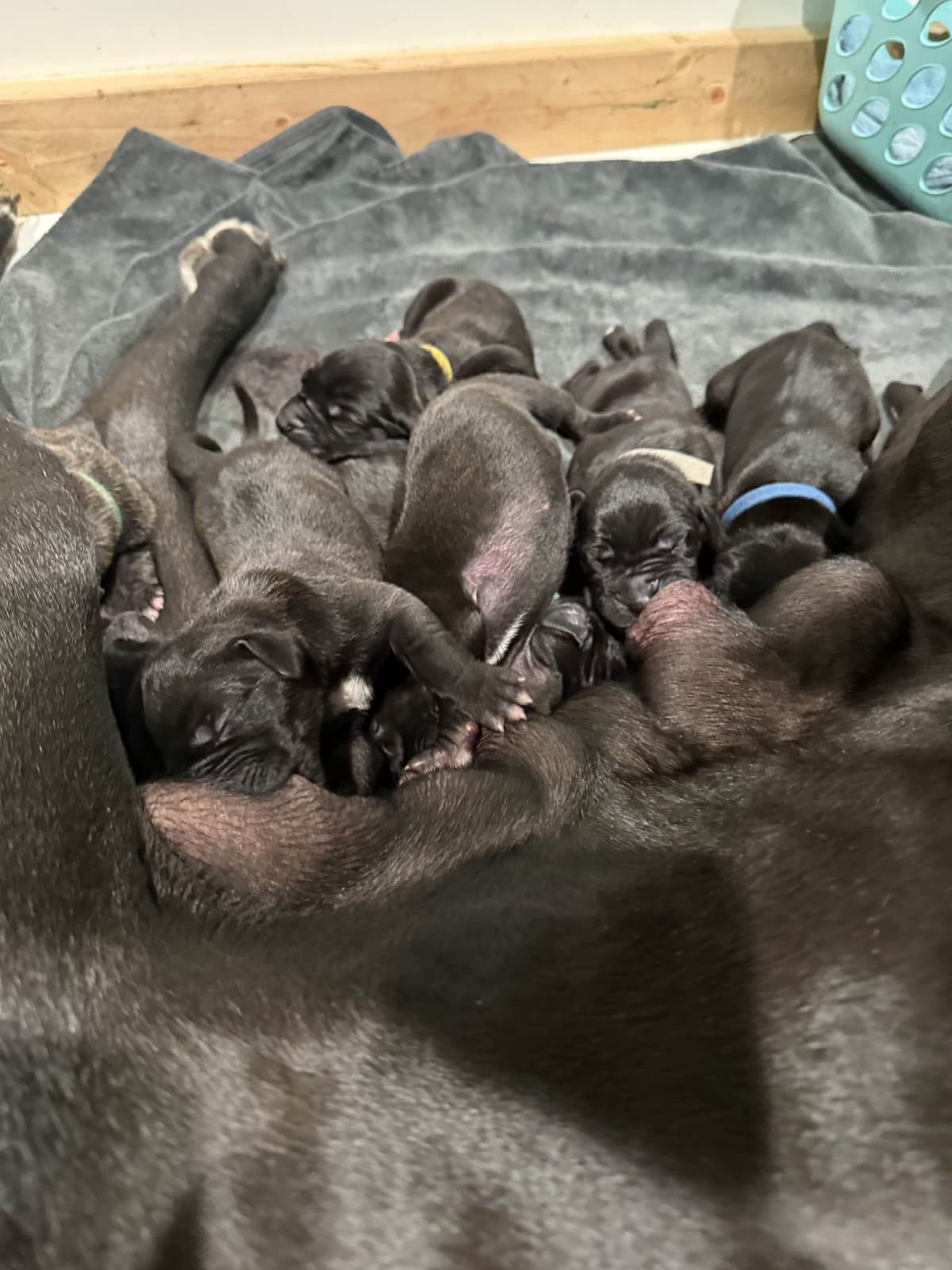 Great Dane Puppies breeder image 10