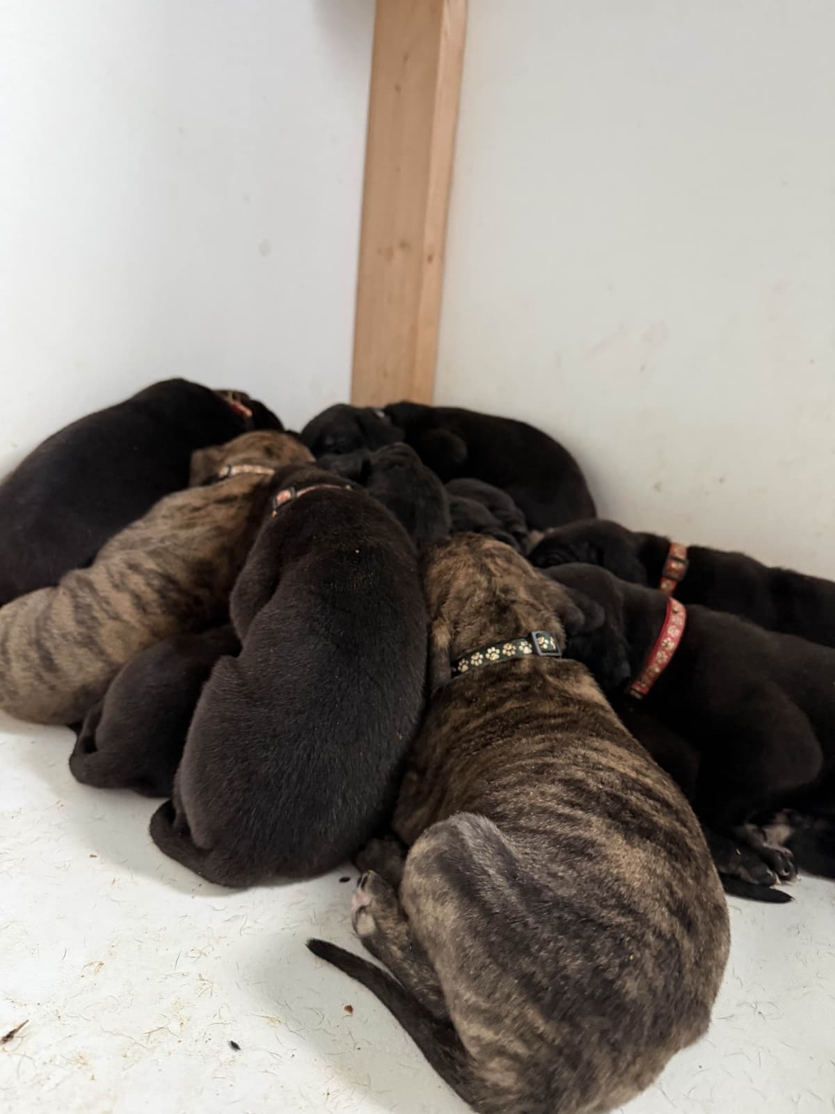 Great Dane Puppies breeder image 11