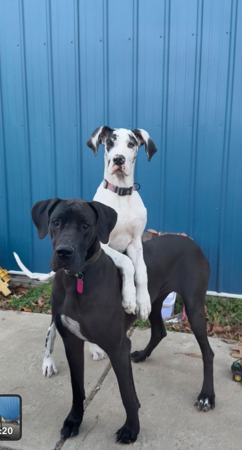 Great Dane Puppies breeder image 1