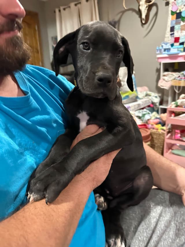 Great Dane Puppies media 2