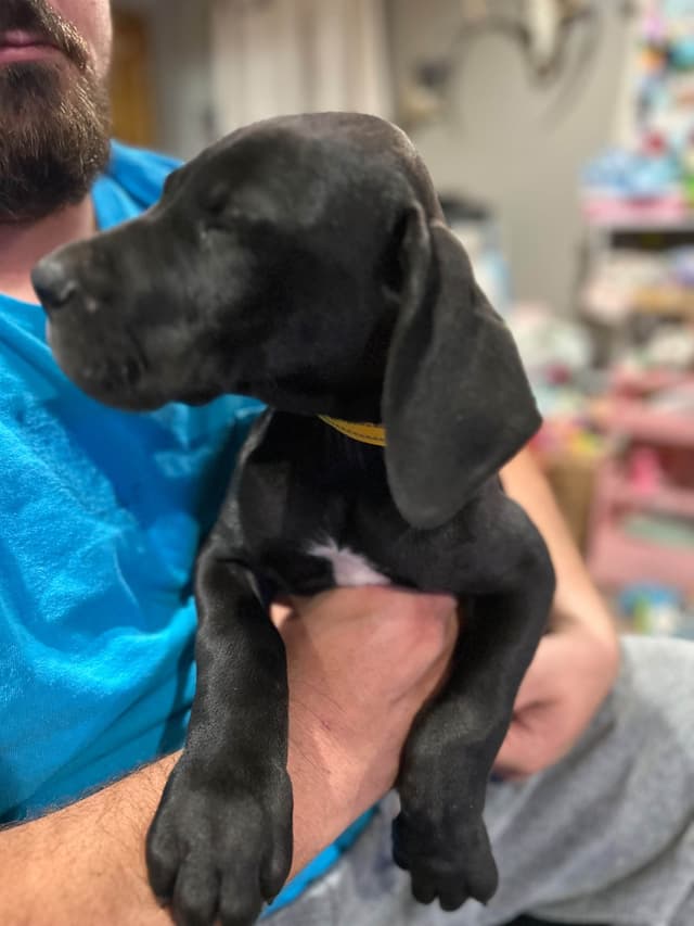 Great Dane Puppies media 3