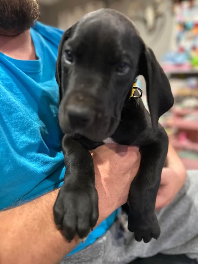 Great Dane Puppies media 4