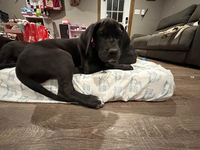 Great Dane Puppies media 5