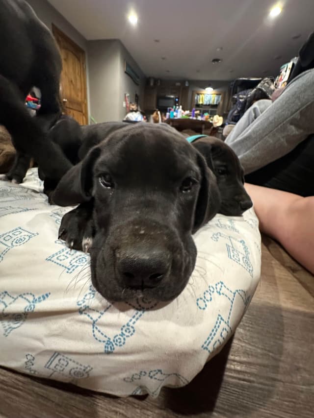 Great Dane Puppies media 7