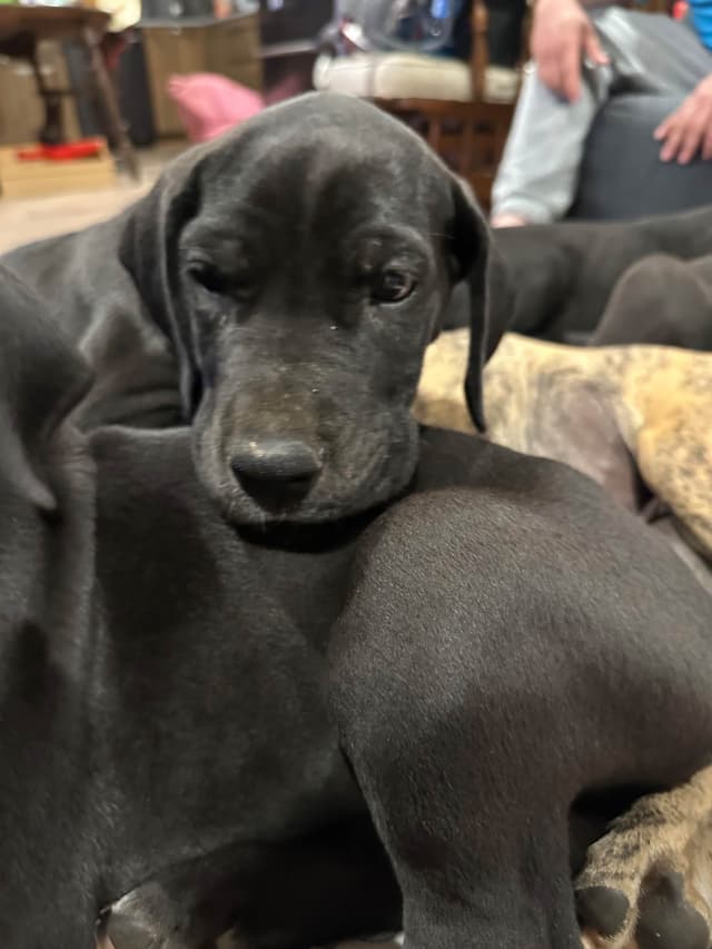 Great Dane Puppies media 11