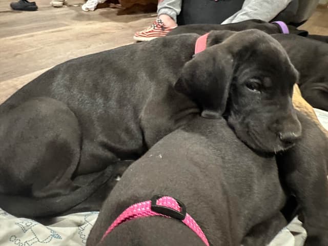 Great Dane Puppies media 12