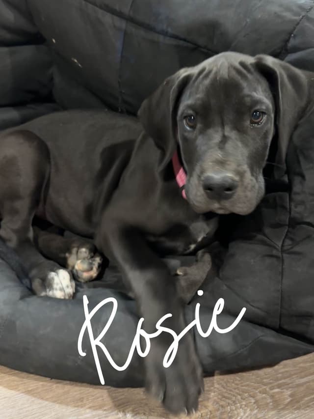 Great Dane Puppies media 17