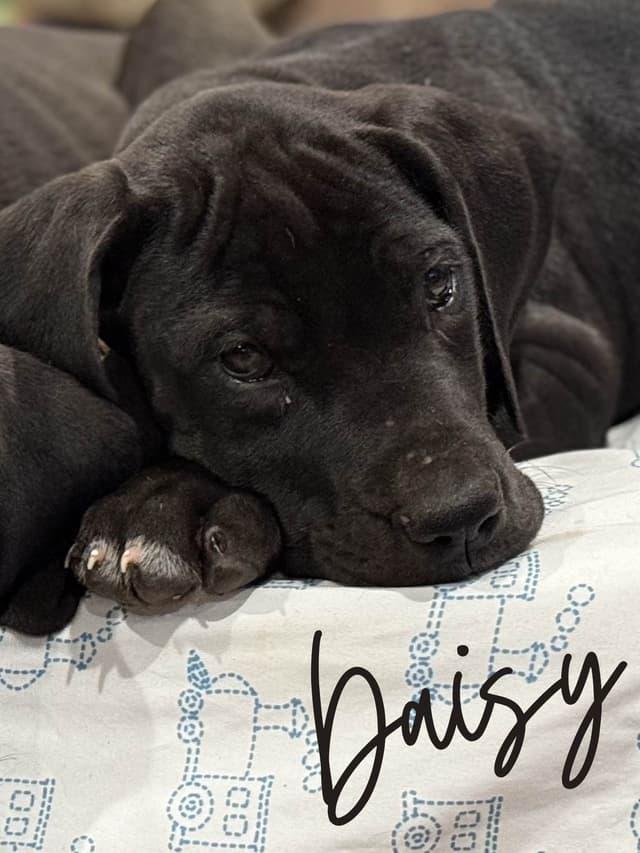 Great Dane Puppies media 19