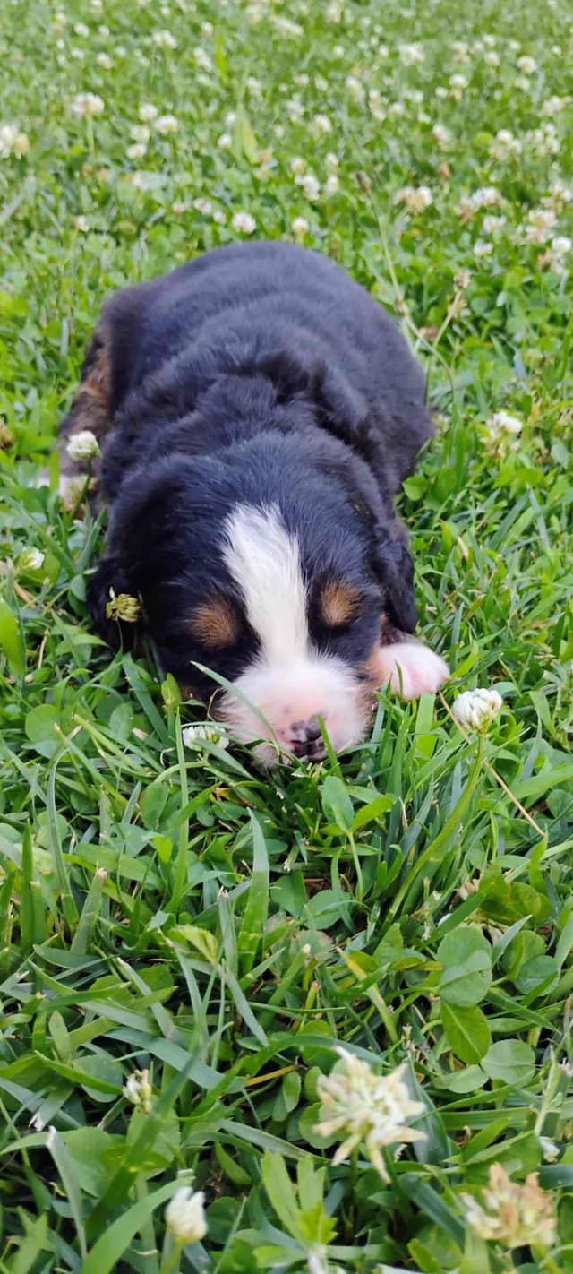Bernese Mountain Dog Puppies media 2