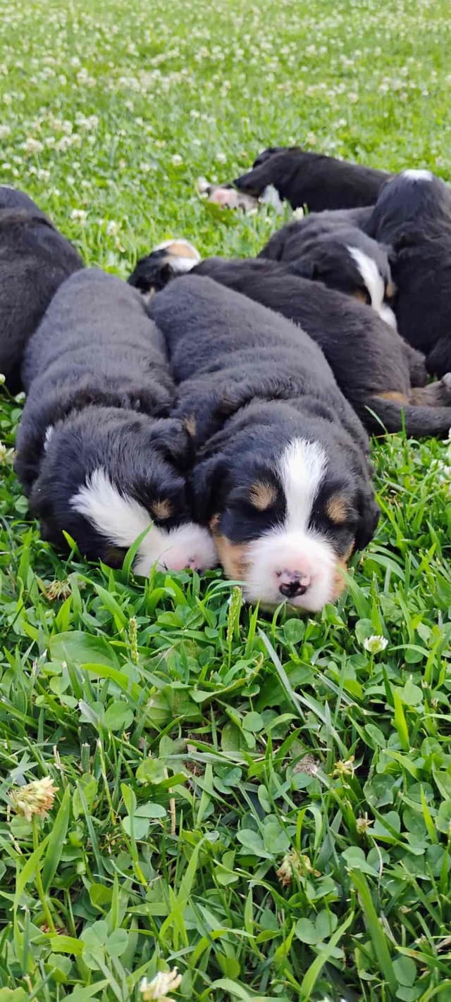 Bernese Mountain Dog Puppies media 3