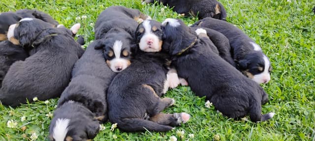 Bernese Mountain Dog Puppies media 6