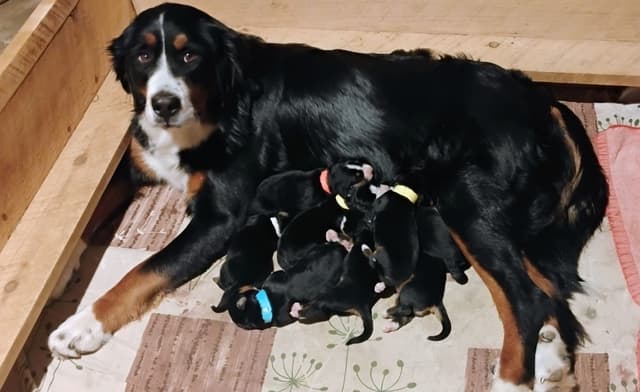 Bernese Mountain Dog Puppies media 5
