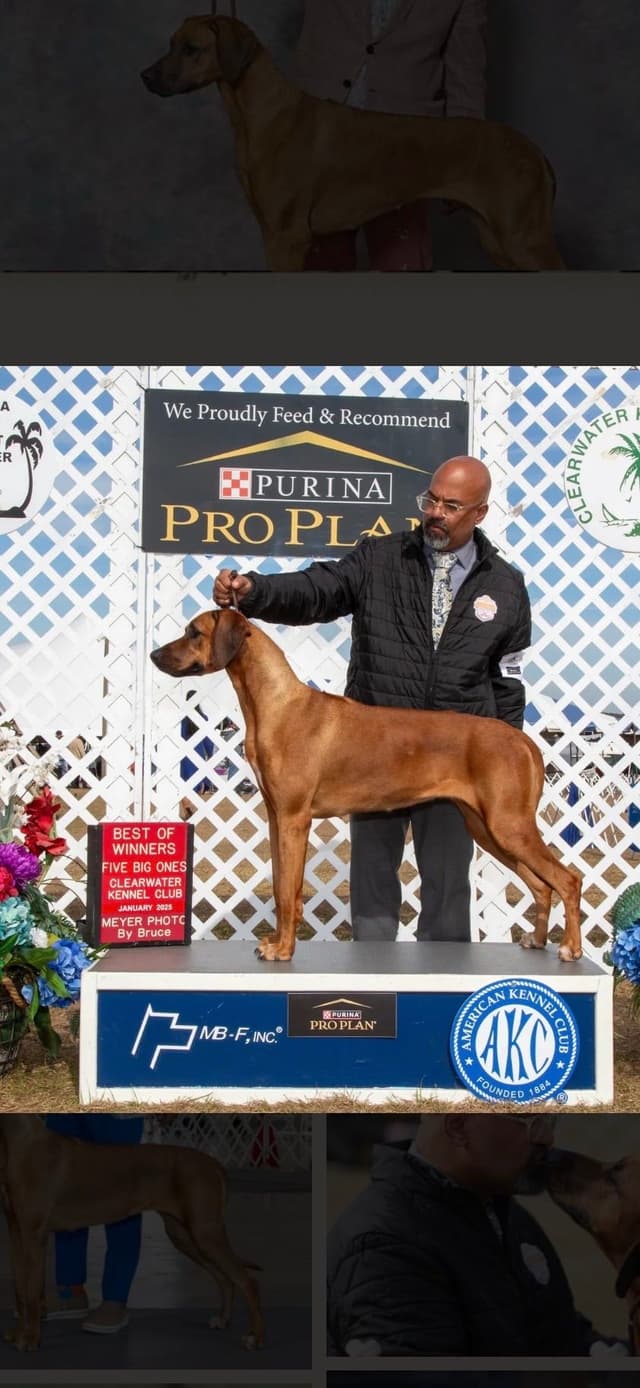 Rhodesian Ridgeback Puppies media 4