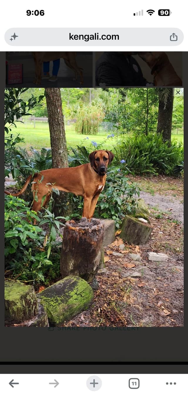 Rhodesian Ridgeback Puppies media 3