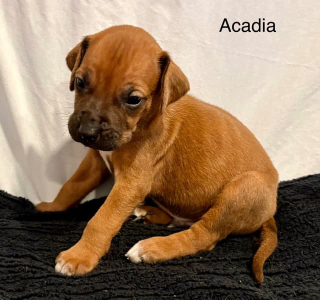 Rhodesian Ridgeback Puppies media 7