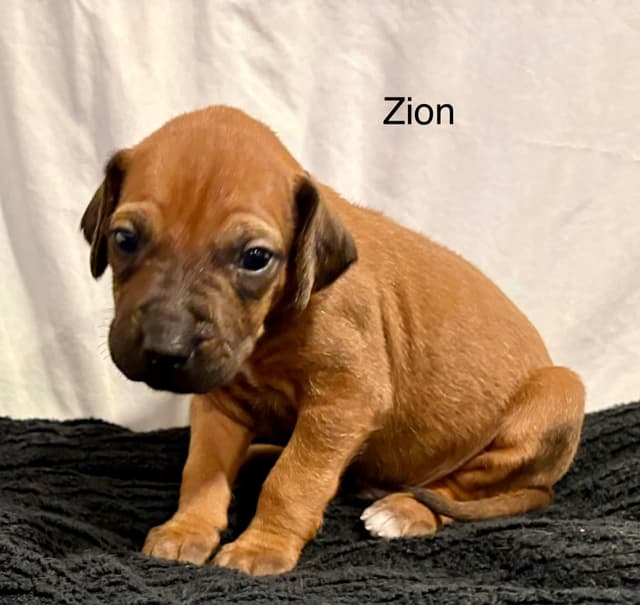Rhodesian Ridgeback Puppies media 6