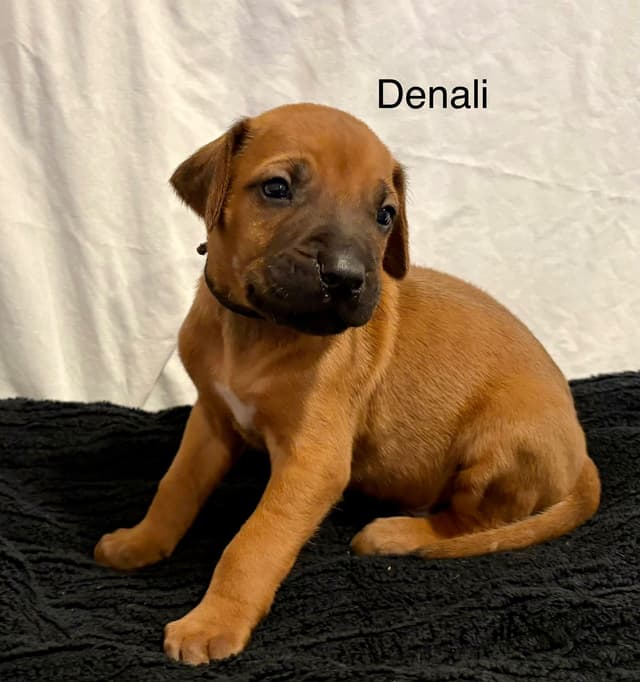 Rhodesian Ridgeback Puppies media 8