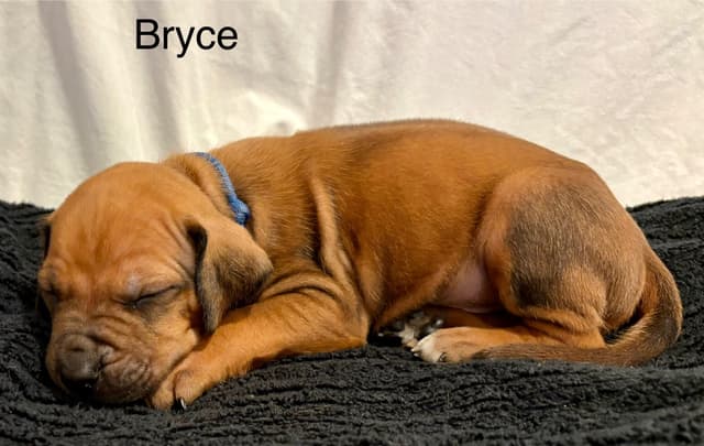 Rhodesian Ridgeback Puppies media 9