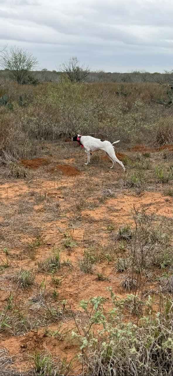 National Field Trail Champions X Master Hunter GSP puppies breeder image 1