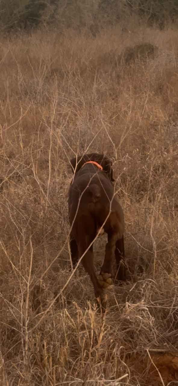 National Field Trail Champions X Master Hunter GSP puppies breeder image 3