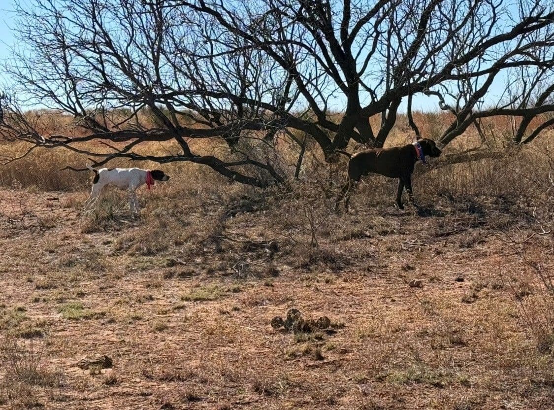 National Field Trail Champions X Master Hunter GSP puppies breeder image 4