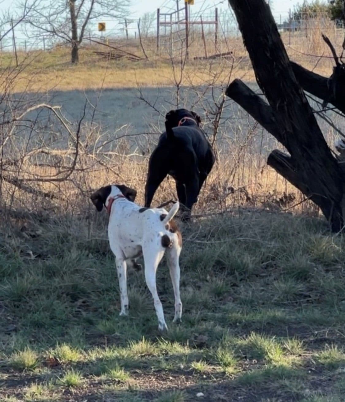 National Field Trail Champions X Master Hunter GSP puppies breeder image 7