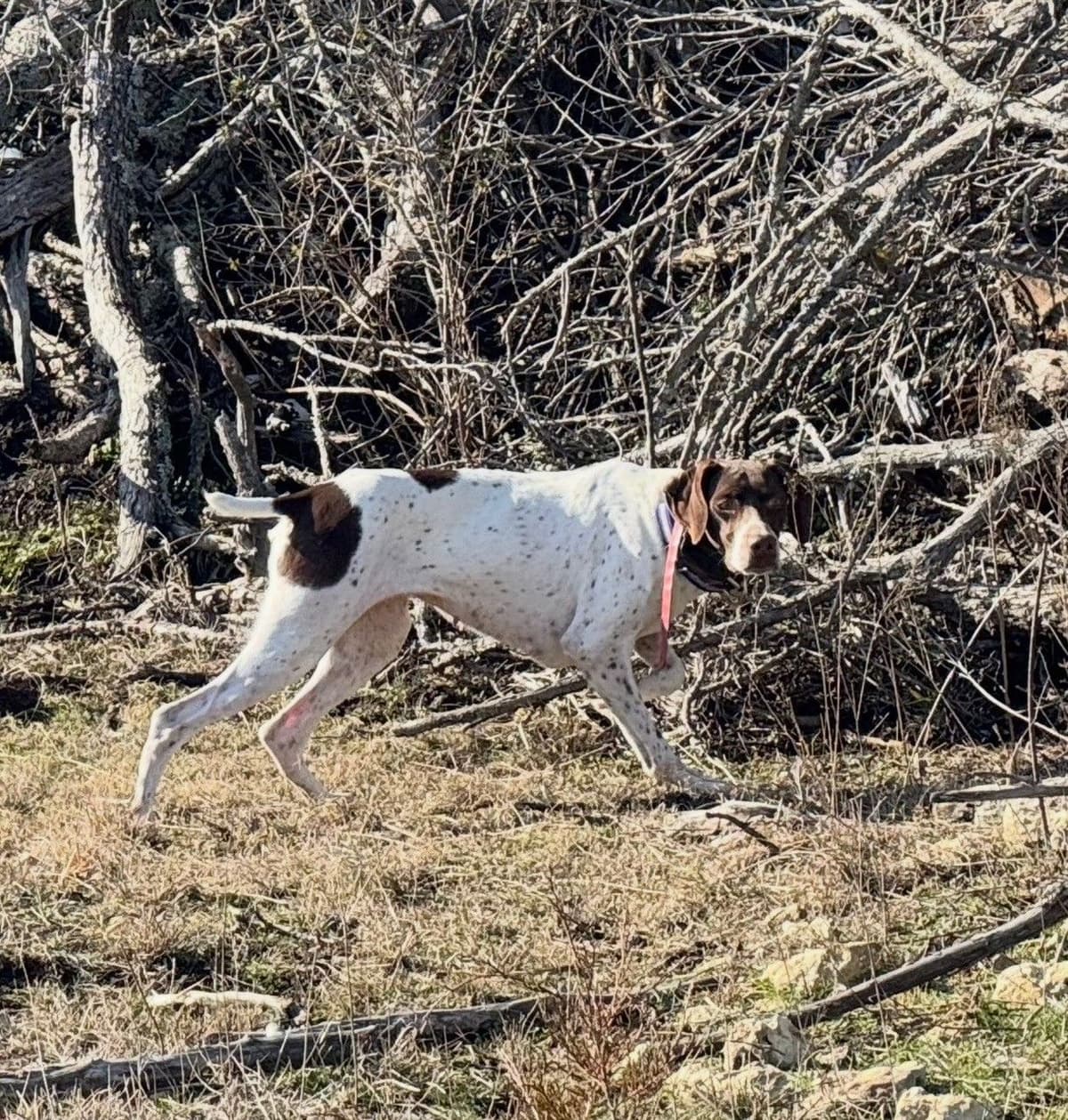 National Field Trail Champions X Master Hunter GSP puppies breeder image 5
