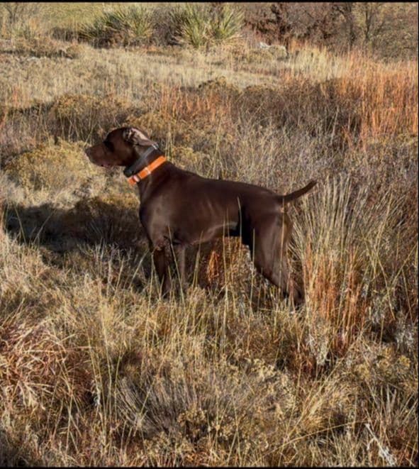 National Field Trail Champions X Master Hunter GSP puppies breeder image 6