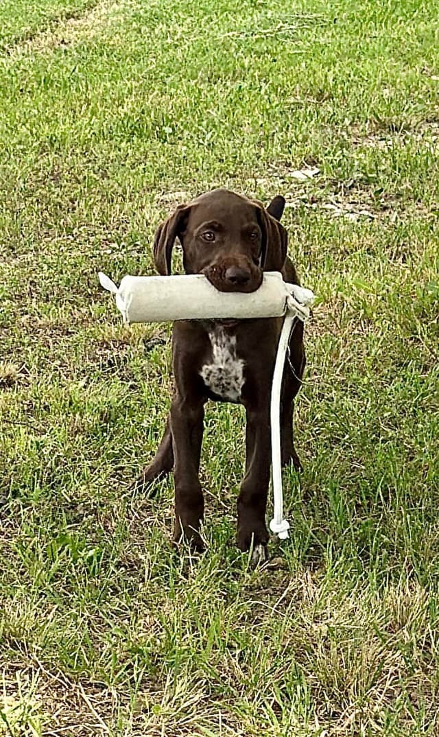National Field Trail Champions X Master Hunter GSP puppies media 2